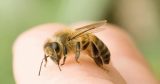 Top 05 mẹo dân gian chữa ong đốt hiệu quả ngay tức thì tại nhà